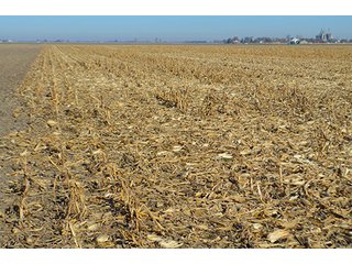 Tract 1 - FARMLAND AUCTION - 165.5+/- ACRES OFFERED IN 5 TRACTS OR COMBINATIONS IN EAST ALLEN COUNTY